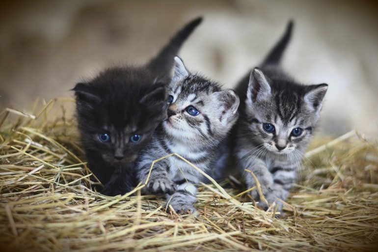 herhaling Gentleman vriendelijk Ineenstorting Opvanggezinnen voor katten en kittens gezocht – NUUS