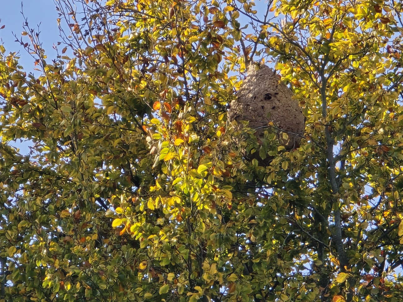Groot nest Aziatische hoornaars verontrust buurt in Schendelbeke